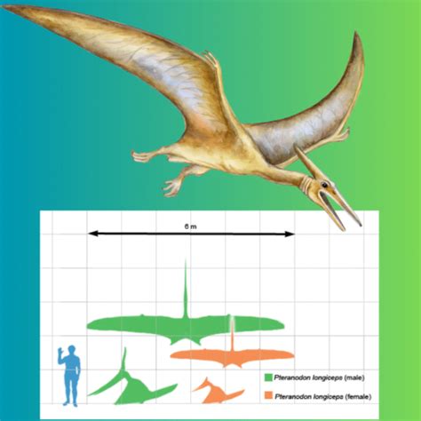 Find a complete skeleton of a pteranodon and become very rich ...