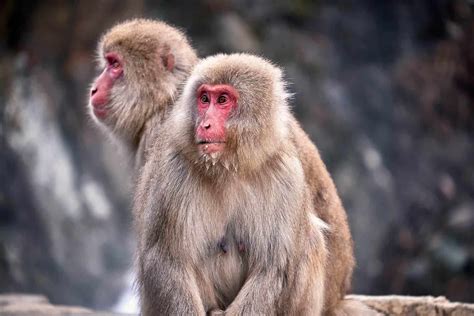 Jigokudani Monkey Park