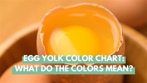 Egg Yolk Color Chart: What Do The Colors Mean? - Eco Peanut