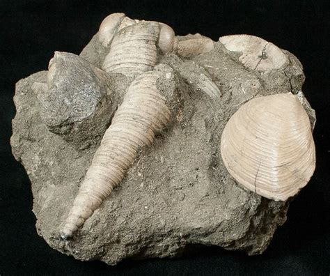 Cretaceous Gastropod And Clam Fossils - Coon Creek Formation (#17048 ...