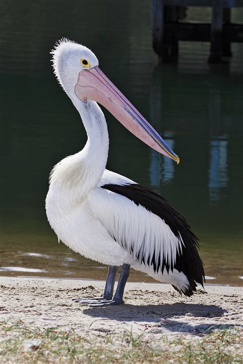 Australian pelican - Wikipedia