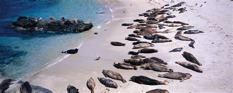 Seal | Description, Species, Habitat, Diet, & Facts | Britannica