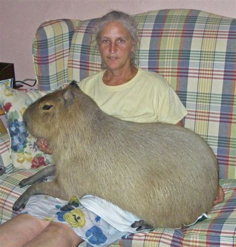 Cliffs of Insanity: Capybaras: the REAL R.O.U.S.