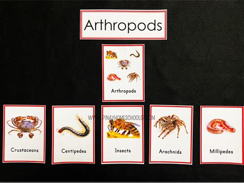 The Arthropods Learning Material (with FREE Files) | The Pinay Homeschooler