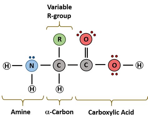 CH103 – Chapter 8: The Major Macromolecules – Chemistry