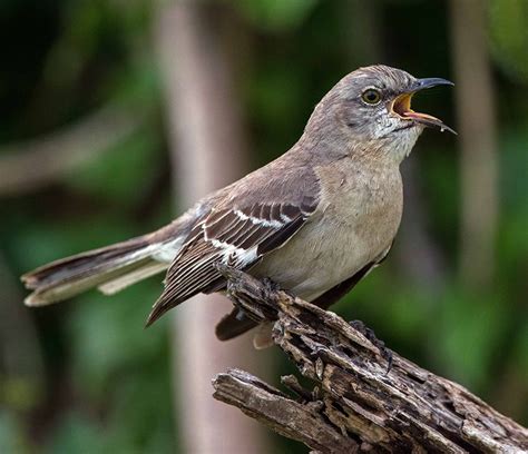 Mockingbird Dream Meaning & Interpretation - The Symbolism