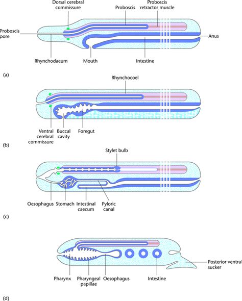 Figure 1 : Nemertea (Ribbon Worms) : Encyclopedia of Life Sciences ...