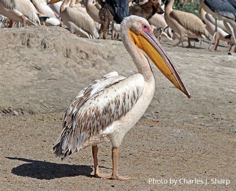 10 birds with the largest wingspan on the planet - Bird Vibes