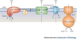 Cytochrome c: functions beyond respiration | Nature Reviews Molecular ...