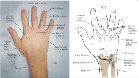 Hand anatomy - dorsal/posterior