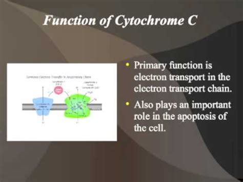 Cytochrome C, The Middle Child of the Electron Transport Chain - Bing ...