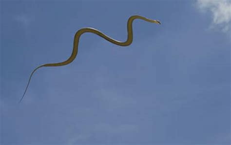 Flying Snakes - Sky Diving Reptiles | Animal Pictures and Facts ...