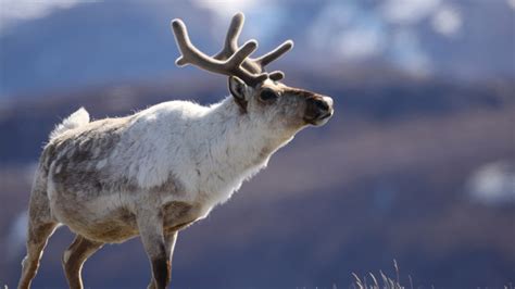 Holiday Treat: What’s the Difference Between Reindeer and Caribou ...