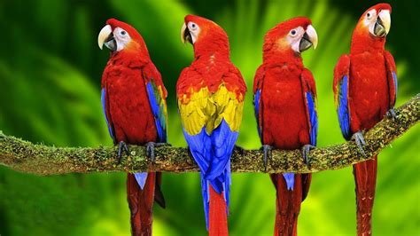 Hyacinth Macaw Parrot Lifespan | Bruin Blog