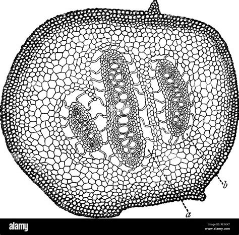 Microsporangia Black and White Stock Photos & Images - Alamy