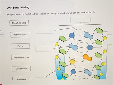 Solved DNA parts labeling Drag the words on the left to | Chegg.com