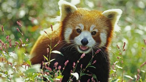 Cute Baby Red Pandas Wallpapers - Top Free Cute Baby Red Pandas ...