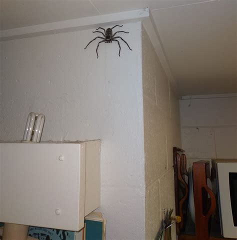 Fact Check: Yes, The Photo Of A Giant Spider Which "Lived With A Man ...