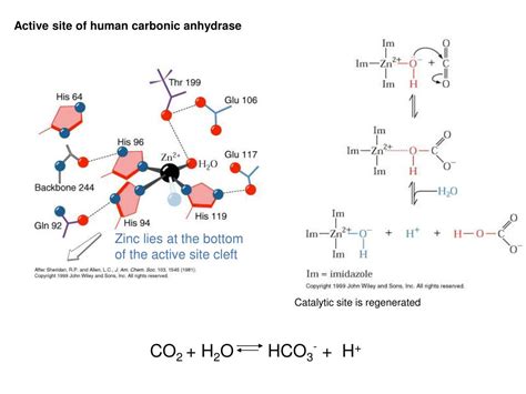 PPT - Chapter 15 Enzymatic Catalysis PowerPoint Presentation, free ...