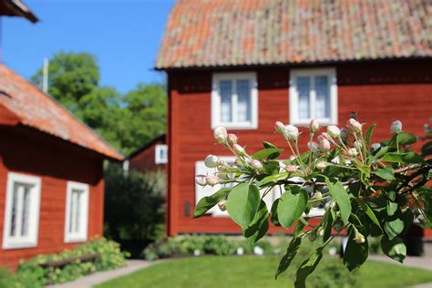 Linnaeus Garden | A summer of colourful bulbs and curious nature