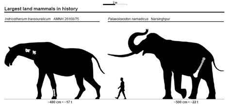 Palaeoloxodon: Little and Large