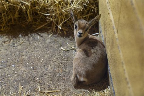 Dorcas gazelle - Gazella dorcas | Visit us at Marwell Zoo