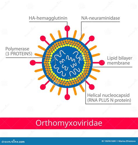 Orthomyxoviridae Classification Des Virus Illustration de Vecteur ...