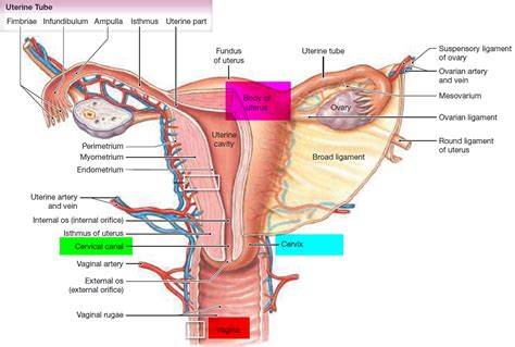 Fallopian Tube Function - Pregnancy - Blocked Fallopian Tube