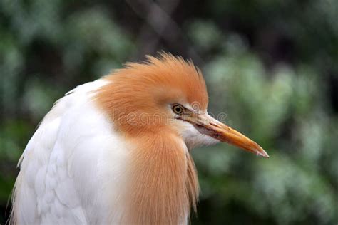 Eastern Cattle Egret In Breeding Plumage Stock Image - Image of egret ...