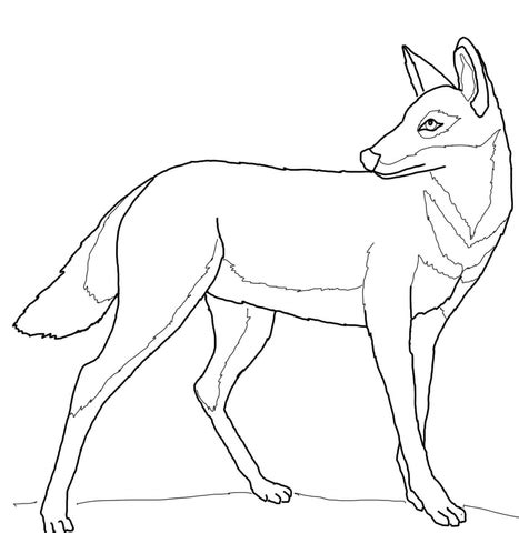 Ethiopian Wolf coloring page | Free Printable Coloring Pages