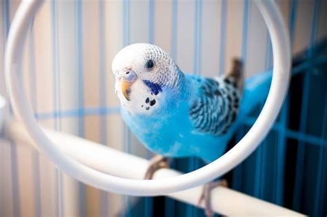 Budgie Care Guide: Essential Tips for Bird Owners | Petbarn