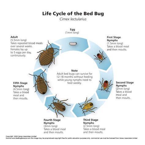 Educational Information About Bed Bugs - Bed Bugs Limited