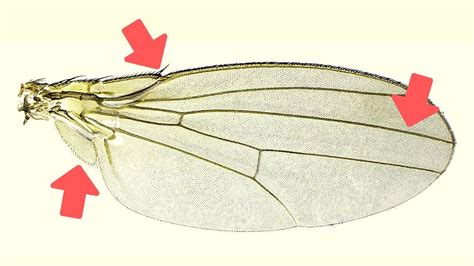 Types Of Insect Wings