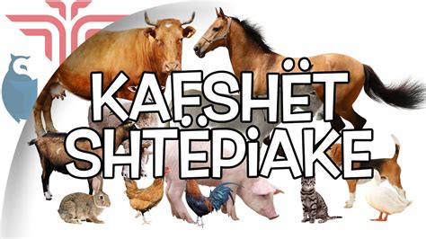 Kafshët shtepiake - YouTube