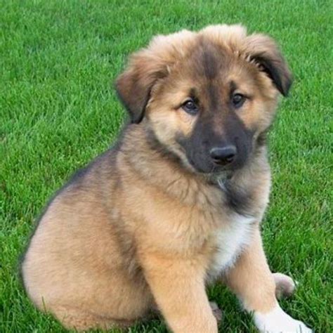 German Shepherd Border Collie Mix Puppies For Sale Near Me - Pets Lovers