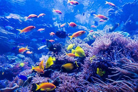 Top 7 Facts About The Great Barrier Reef - WorldAtlas