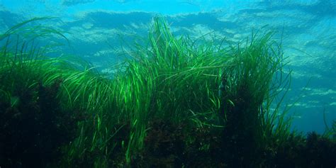 The importance of seagrass: Why we should conserve this marine habitat ...