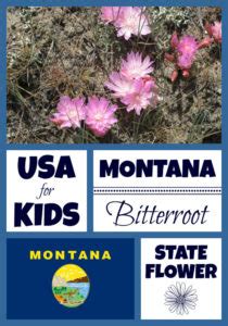 Montana State Flower - Bitterroot by USA Facts for Kids