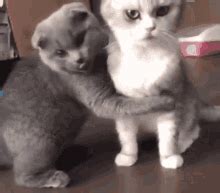 Cute Cat Hug Gif