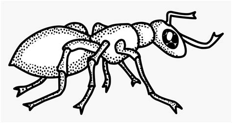 Ant Black And White Ant Clipart Outline Collection - Clip Art Black And ...