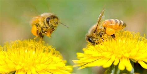 Luiza Vickers | Bees Most important Animals which help in the ...