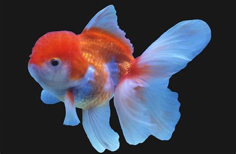 Lionhead goldfish - All About The Lionhead Goldfish