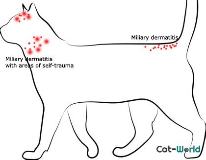 Common Types of Skin Disease in Cats | Cat-World