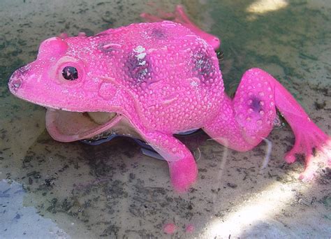 Pink Frog Free Photo Download | FreeImages