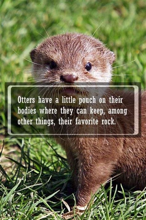 48 best Otter puns images on Pinterest | Otter, Otters and Funny animal