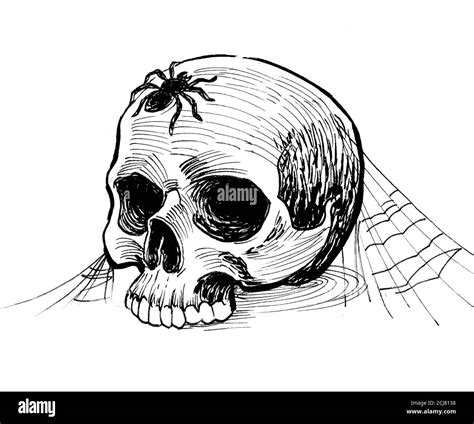 Human skull with web and spider. Ink black and white drawing Stock ...