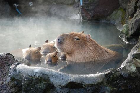 Capybaras Diet and Habitat