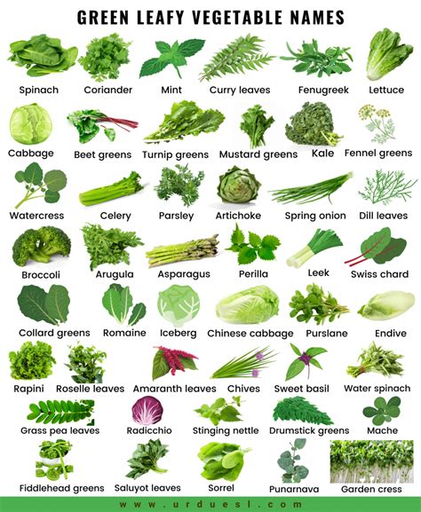 45 Green Leafy Vegetable Names with Pictures and their Benefits