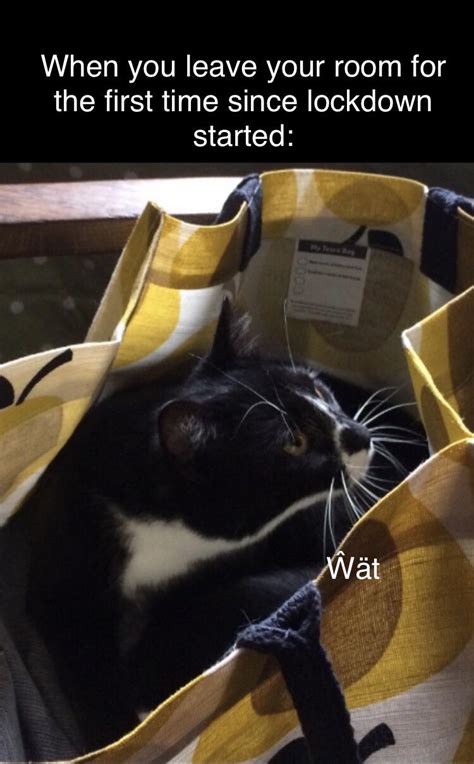 A meme I made featuring my cat, Matilda : r/memes