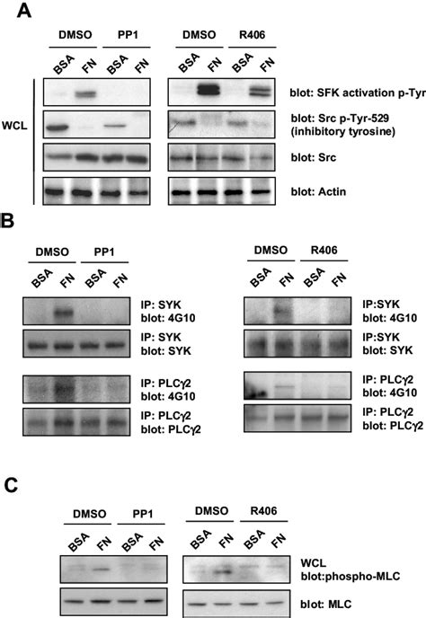 Effect of SFKs and Syk kinase inhibitors on integrin-induced tyrosine ...